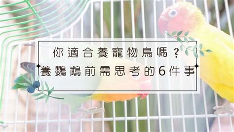 適合養在家裡的鳥|新手養鳥指南 挑選及準備要點 – 寵物百科